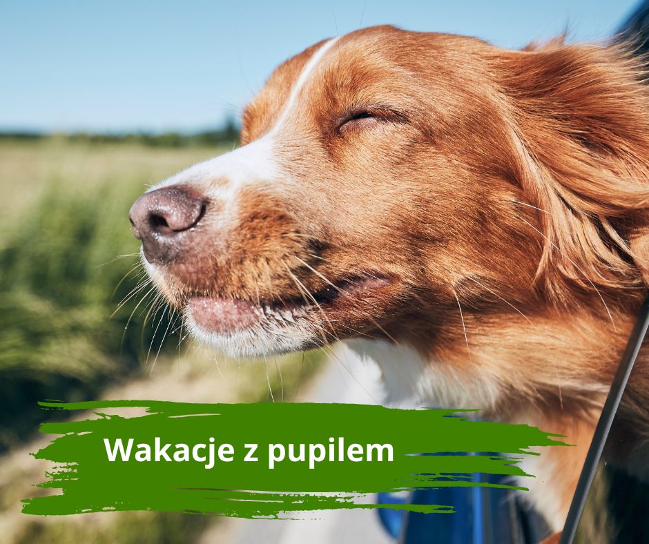 Zaplanuj swój wyjazd z pupilem – przewodnik po wakacjach z psem (i nie tylko)